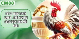 Đá Gà Trực Tuyến CM88 – Trải Nghiệm Cược Kịch Tính Mỗi Ngày