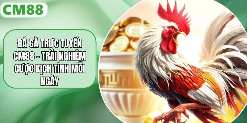 Đá Gà Trực Tuyến CM88 – Trải Nghiệm Cược Kịch Tính Mỗi Ngày