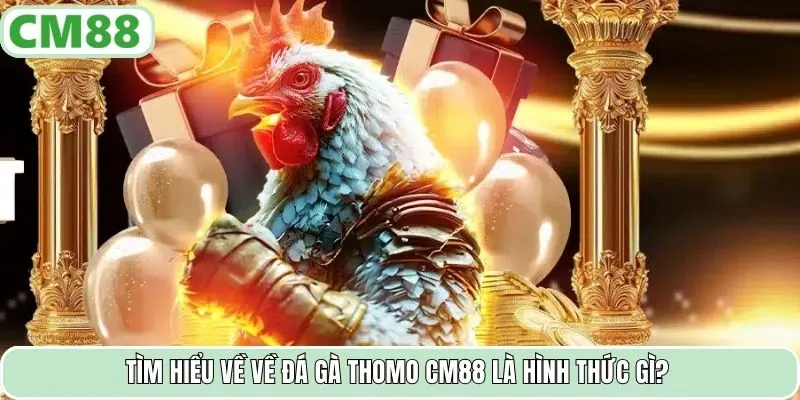 Tìm hiểu về về đá gà Thomo CM88 là hình thức gì?